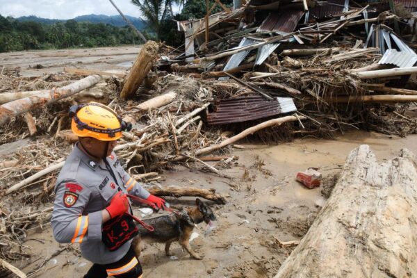 Ini Cara Pemerintah Telusuri Gelondongan Kayu Besar Tersapu Banjir Sumatra