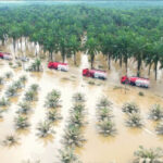 Revisi UU Cipta Kerja Mendesak di Tengah Kerusakan Hutan Sumatera